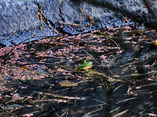 Frog sticking its head out in a lake