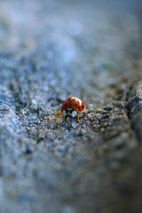 ladybug on stone