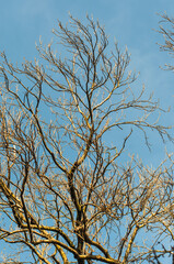Bare tree branches against a background of blue sky in the sun's rays.