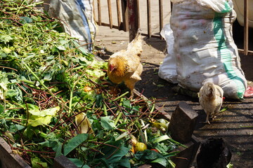 Chicken in garbage 