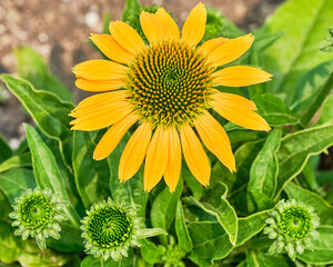 Obraz premium Close up of a coneflower
