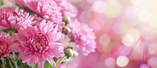 Fototapeta premium Graceful chrysanthemum flower isolated on black background