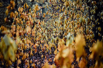 Many wilted leaves 