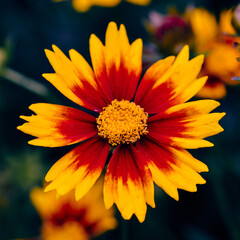 Close up of a tickseed flower.