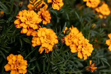 Beautiful orange marigolds flowers in bloom in autumn, Tagetes.