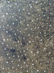 Many small, soapy bubbles of oil, dirt, and water on pavement of a wet suburban sidewalk after rain in Florida, for background or element with motifs of ephemera and the environment. High-angle view.