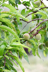 Obraz premium Close up branch of almond tree with fruit growing. Almond tree crop.