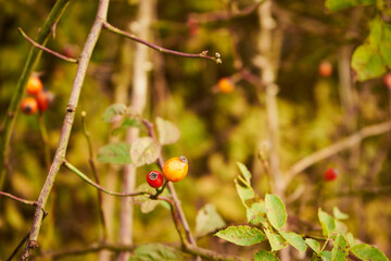 dika róża, Rosa canina L. © Marcin Łazarczyk