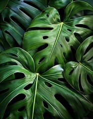 Lush green leaves texture