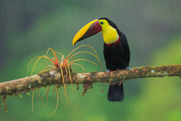 Flying the yellow-throated toucan (Ramphastos ambiguus) is a species of bird in the family Ramphastidae, the toucans, toucanets, and aracaris. In flight. 4k resolution