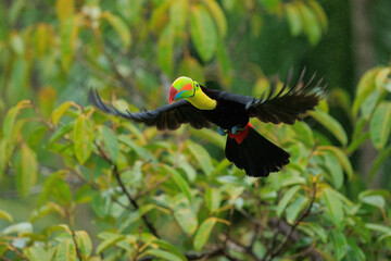 Flying the yellow-throated toucan (Ramphastos ambiguus) is a species of bird in the family Ramphastidae, the toucans, toucanets, and aracaris. In flight. 4k resolution