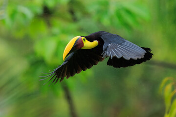 Flying the yellow-throated toucan (Ramphastos ambiguus) is a species of bird in the family Ramphastidae, the toucans, toucanets, and aracaris. In flight. 4k resolution