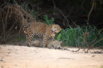 Pair of jaguars in a love game on a sandy riverbank in the jungle