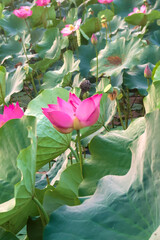 pink lotus flower