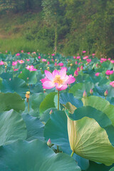 Serene field of pink lotus flowers in full bloom, stretching towards a misty mountain backdrop.