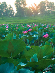 Breathtaking field of pink lotus flowers bathed in the golden glow of a setting sun.