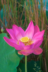 lotus flower in the pond