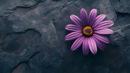 Photo of a purple, orderly daisy flower on a dark background