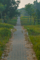 Serene pathway winds through lush green fields, bathed in soft morning light.