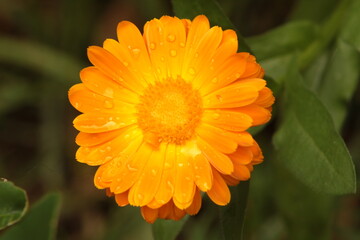 Vibrant Pot Marigold flower in full bloom, showcasing its cheerful golden-orange petals that radiate warmth and joy. 