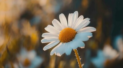 Close-up of a white daisy in soft evening light, embodying natural beauty and tranquility.