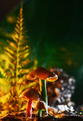 Small scale mushroom diorama with a school atmosphere in the forest with a bokeh background and colorful lights made with several shooting angles