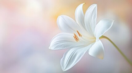 Fototapeta premium Elegant white lily blossom on a soft pastel background, evoking tranquility and purity.