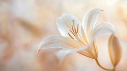A delicate white lily in soft focus against a warm, glowing background.