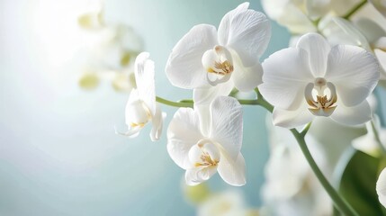Fototapeta premium Elegant white orchids in soft natural lighting create a serene and tranquil atmosphere.