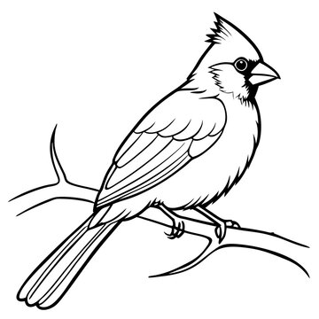 recommend clip art: Cardinal bird on branch Vector, silhouette, line art, bird on a branch Isolated on white background