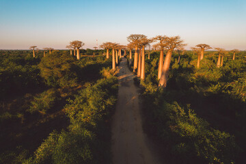 Madagascar - aerial view of baobab alley at sunrise