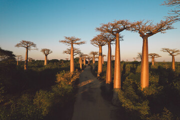Madagascar - aerial view of baobab alley at sunrise