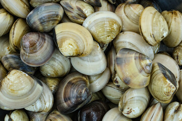 Fresh clams for seafood background