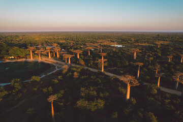 Madagascar - aerial view of baobab alley at sunrise