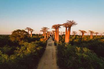 Madagascar - aerial view of baobab alley at sunrise