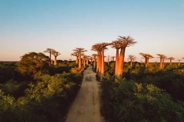 Fotobehang Baobab Madagascar - aerial view of baobab alley at sunrise  © Cristian Bortes