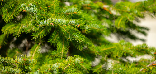 Fir branches close-up. Coniferous trees in the forest. Winter Christmas background. Christmas background, beautiful nature