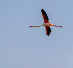 Flamingo in Parc Naturel regional de Camargue, Provence, France
