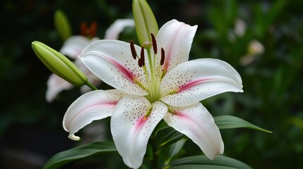 Obraz premium Elegant white lily with pink accents in full bloom, surrounded by lush green foliage.