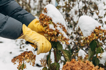 A gardener wearing gloves trims wilted hydrangea flowers before winter