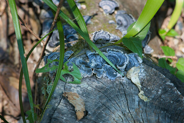 木に生えた食べらそうにない怪しいキノコ