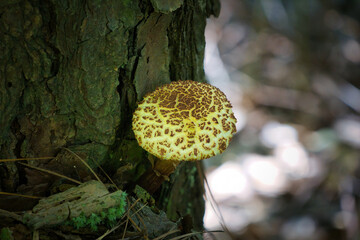 木に生えた食べらそうにない怪しいキノコ