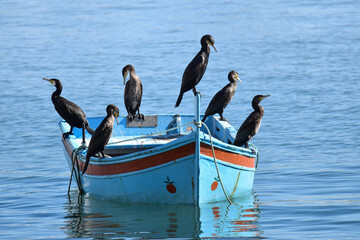 Corvos marinhos a repousar em cima de barco no mar