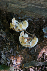 木に生えた食べらそうにない怪しいキノコ