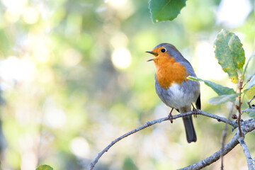 Ave pousada em ramo.