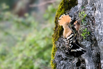Ave pousada em tronco a alimentar cria.