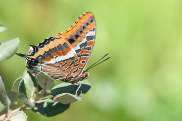 Borboleta pousada em folha com fundo verde