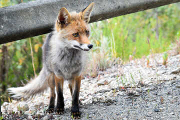 Raposa a atravessar a estrada