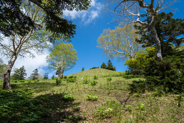 日光白根山へ続く登山道　栃木県日光市日光国立公園