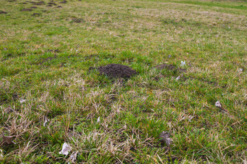A mound of dirt - a mole from a mole in the green grass.